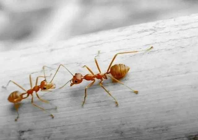 家裡出現螞蟻不要慌，一個簡單方法，螞蟻來多少滅多少，太實用了