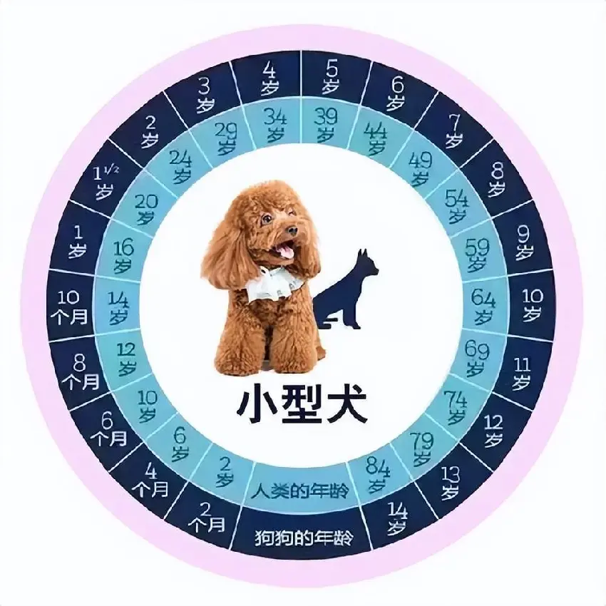 狗狗1歲=人7歲，原來是錯的，更新準確的年齡換算表!