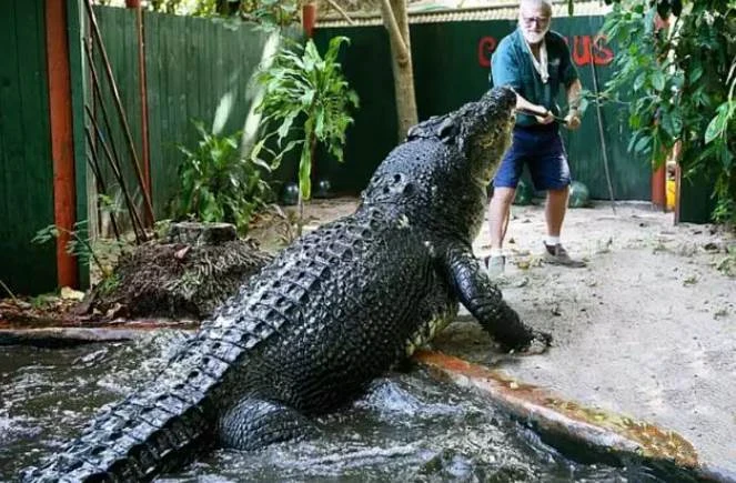 110歲世界最大鱷魚被80歲老人餵養30年，但它仍然想吃掉「牠的主人」！