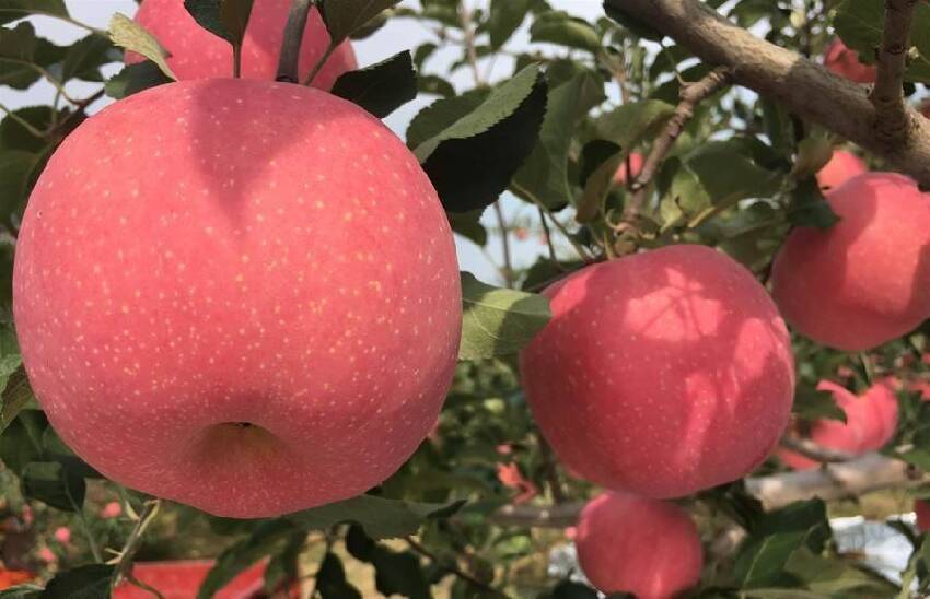 買蘋果，「條紅」和「片紅」哪個好？老果農：口感差別大，別買錯