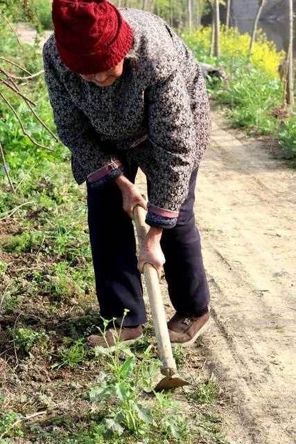 爺爺走後，大伯要求「奶奶輪流到3兄弟家裡住」爸爸和叔叔都一口答應！最近輪到我們家了，爸爸卻突然生病住院，結果「叔叔大伯不請自來」突然來找我…