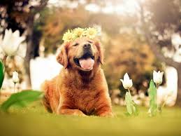 不怕沒錢花！2026農曆新年「掉進錢堆里」的六大生肖，工作事業順順利利