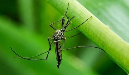 為什麼非洲蚊子不咬當地人？就算是蚊子趴滿全身也不會被咬