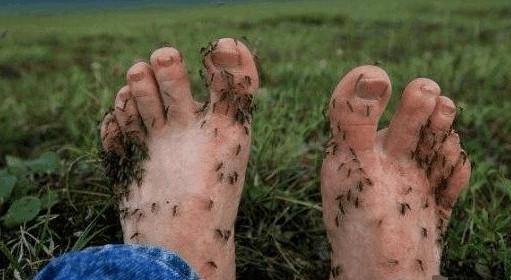 為什麼非洲蚊子不咬當地人？就算是蚊子趴滿全身也不會被咬