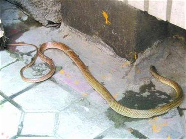 老話常說：「蛇進家門不能打」為什麼不能打？「蛇進屋的原因」很多人都不知道❓