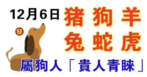 12月6日生肖運勢_豬、狗、羊大吉