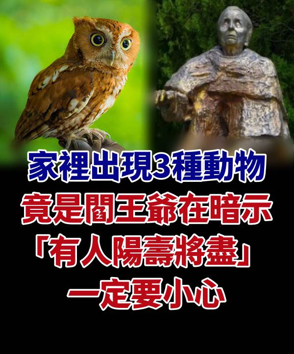 家裡出現3種動物！竟是閻王爺在暗示「有人陽壽將盡」　一定要小心