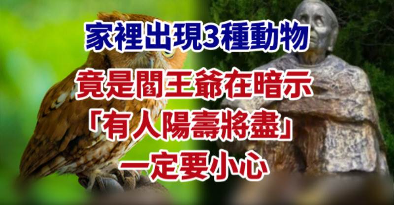 家裡出現3種動物！竟是閻王爺在暗示「有人陽壽將盡」　一定要小心