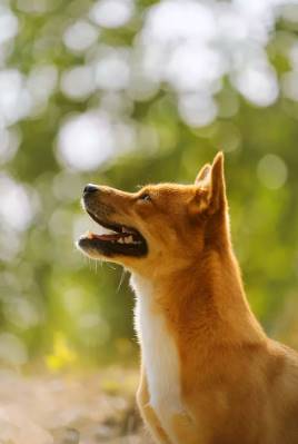 家裡出現3種動物！竟是閻王爺在暗示「有人陽壽將盡」　一定要小心