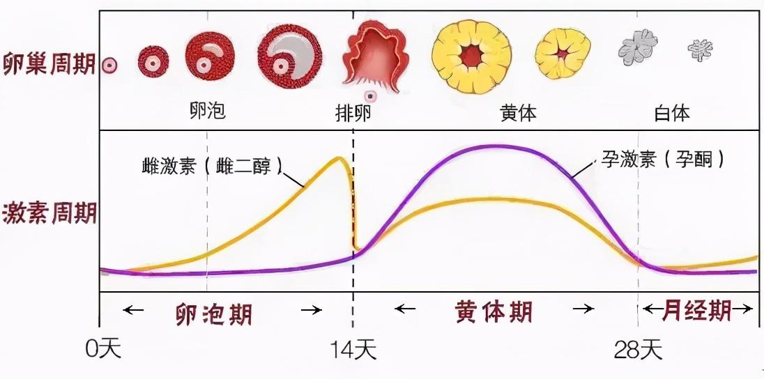 用力太猛！22歲姑娘「同房後大出血」被緊急搶救　看了檢查結果後 懵 了：命 差 點 沒 了