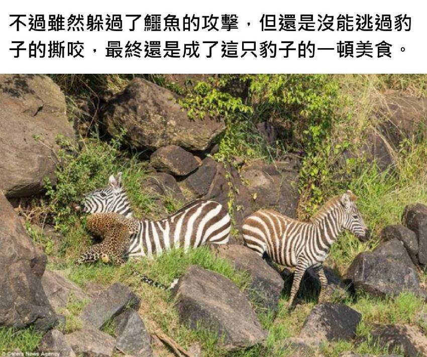 斑馬過河被鱷魚咬傷，拼死逃上岸以為能活命，可是一抬頭徹底懵逼