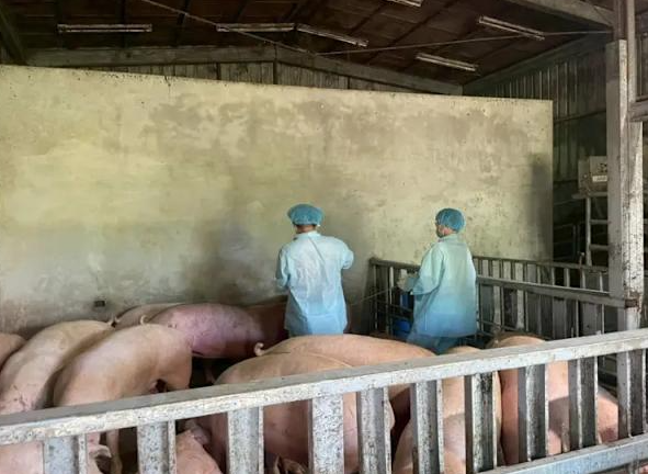 源頭找到了!台中非洲豬瘟「廚餘竟來自這地方」 物流公司「發聲明惹怒衛生局」出手了