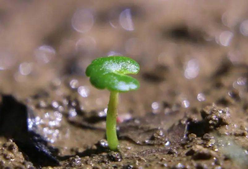 天狂有雨，人狂有禍：人再有本事，也別說這四句話，以免招災惹禍!