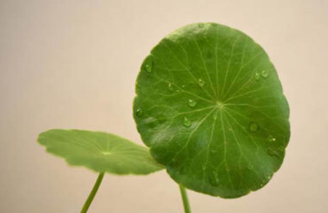 天狂有雨，人狂有禍：人再有本事，也別說這四句話，以免招災惹禍!