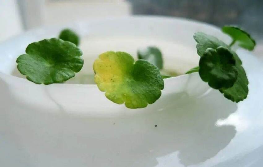 天狂有雨，人狂有禍：人再有本事，也別說這四句話，以免招災惹禍!