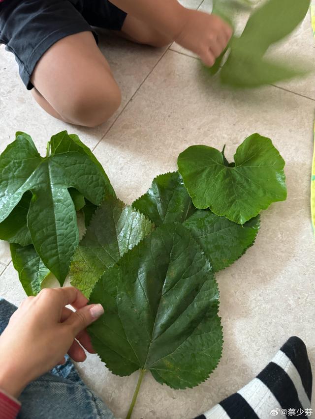 蔡少芬4歲兒子扮海龜，娘娘親手為寶貝做造型，魚蛋滿臉彩繪超萌