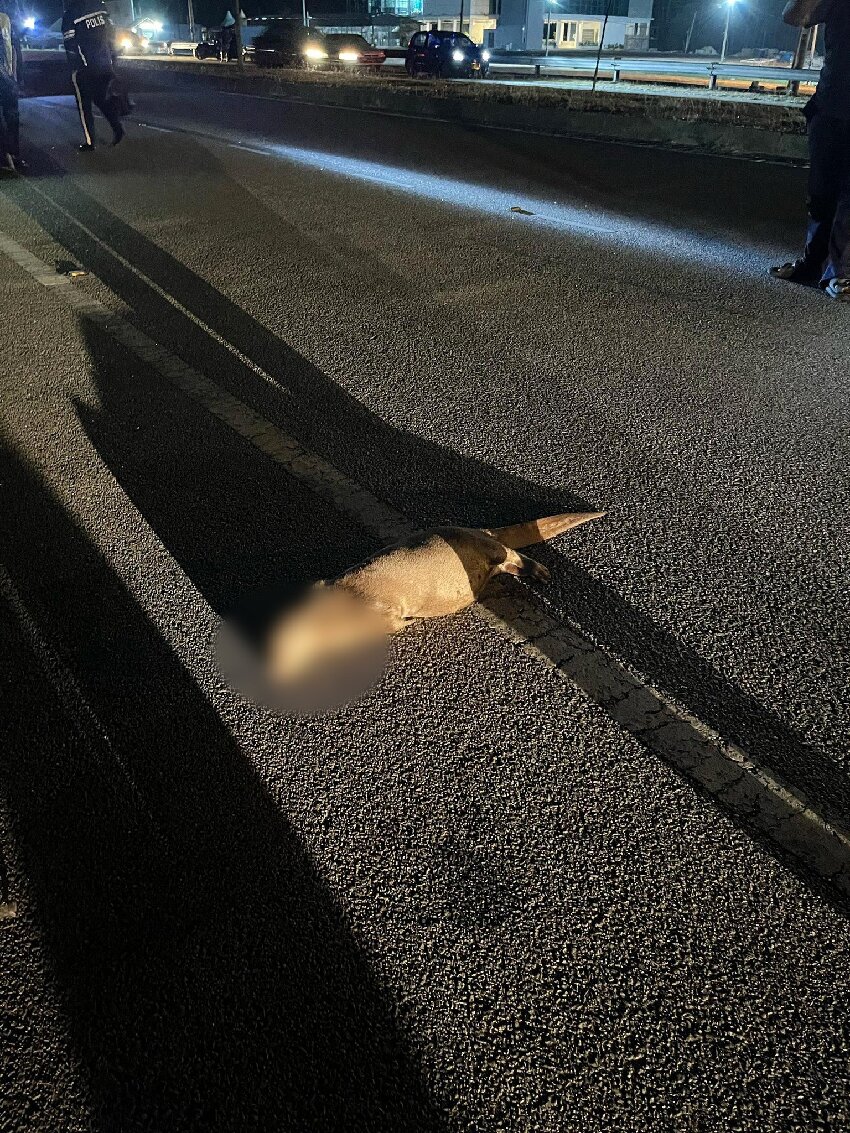 騎摩哆撞到過路水獺 女子跌落 被車撞而逝世