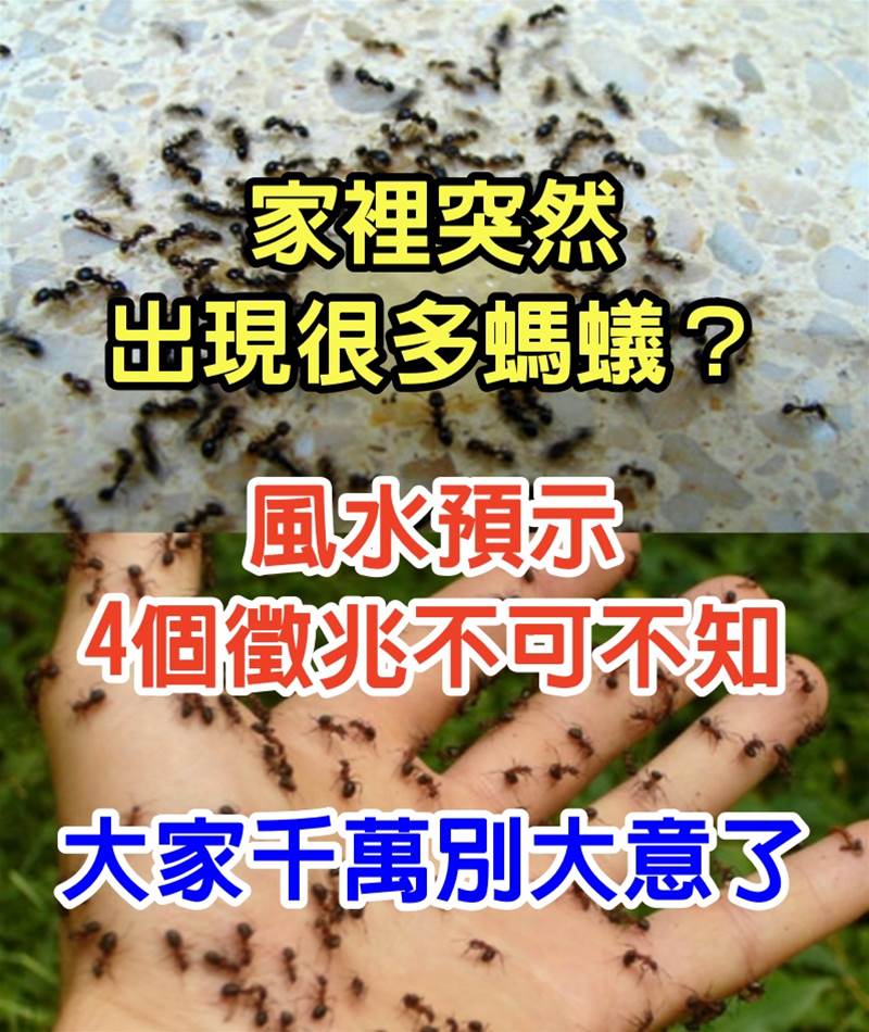 家裡突然出現很多螞蟻？風水預示「4個徵兆不可不知」，大家千萬別大意了！