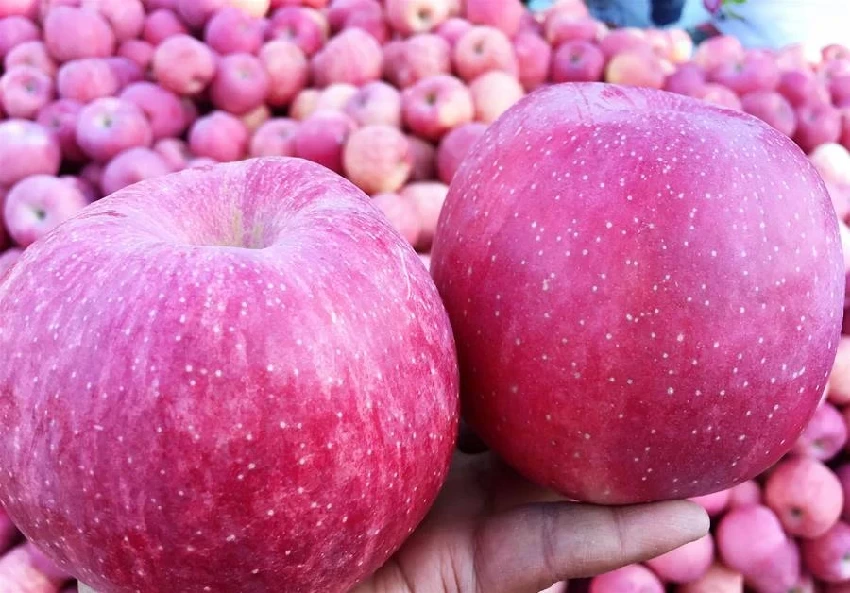 買蘋果，「條紅」和「片紅」哪個好？老果農：口感差別大，別買錯