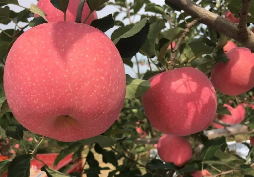 買蘋果，「條紅」和「片紅」哪個好？老果農：口感差別大，別買錯