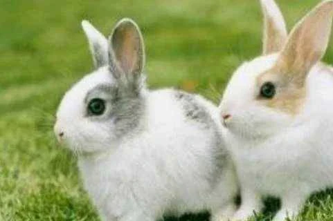 屬兔人的終身壽命：1951、1963、1987、2011年，準得可怕！