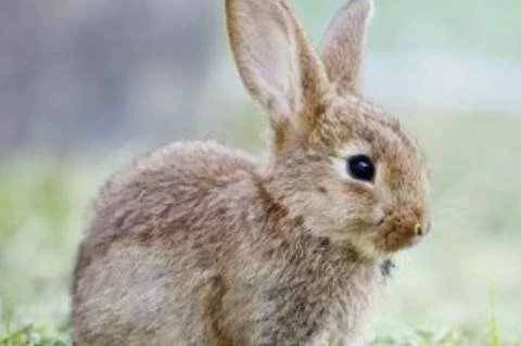 屬兔人的終身壽命：1951、1963、1987、2011年，準得可怕！