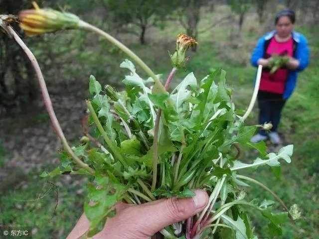 肝不好的人，多吃這三種排毒養肝的食物，排出多年身體肝毒，肝臟越來越健康！