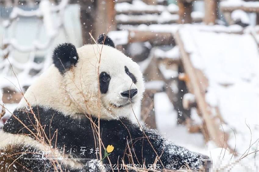 冰雪奇緣之雪佛蘭：萌蘭王子篇