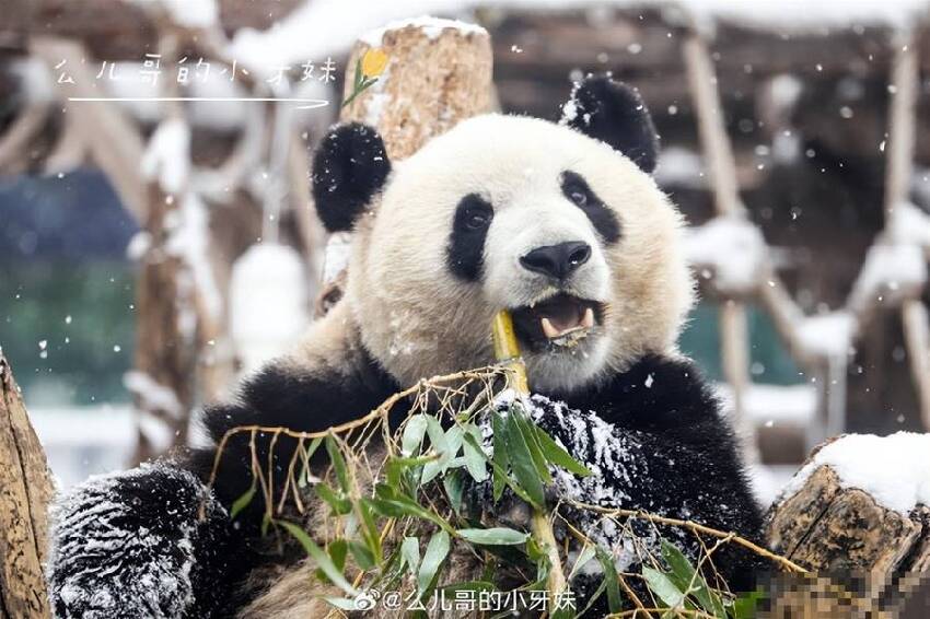 冰雪奇緣之雪佛蘭：萌蘭王子篇