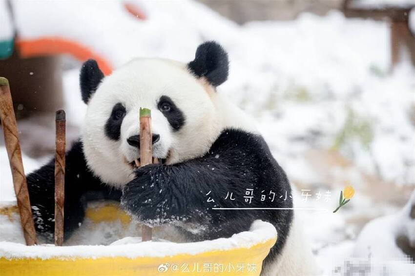 冰雪奇緣之雪佛蘭：萌蘭王子篇