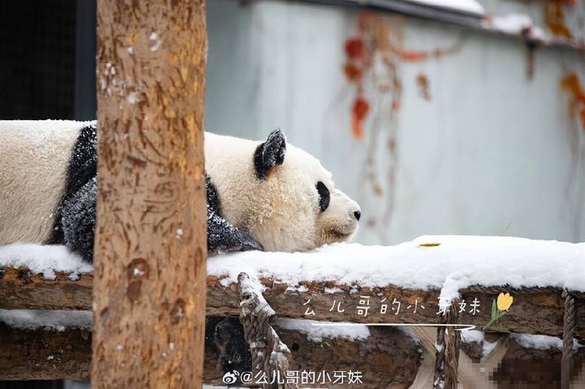 冰雪奇緣之雪佛蘭：萌蘭王子篇