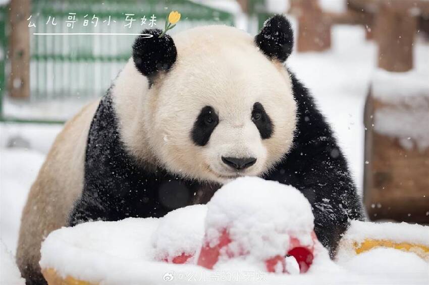 冰雪奇緣之雪佛蘭：萌蘭王子篇