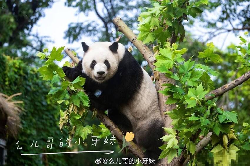 冰雪奇緣之雪佛蘭：萌蘭王子篇