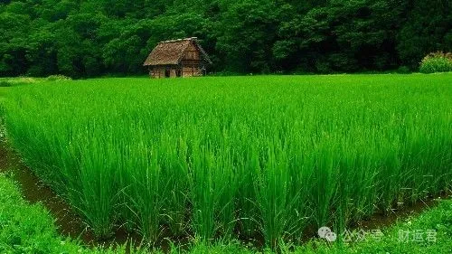 1月10日開始，喜鵲天天報喜，財運橫發，鈔票如雨下不停3生肖