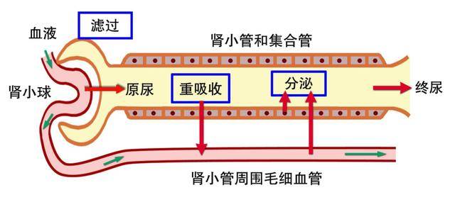 男性晨起第一次上廁所，若沒有3種現象，或表示腎臟還算健康