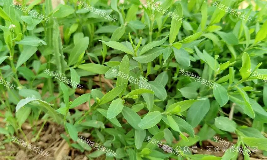 4月要抓緊吃這個菜，葯食同源，營養價值高！簡單一炒清香脆嫩，可惜很多人當草！