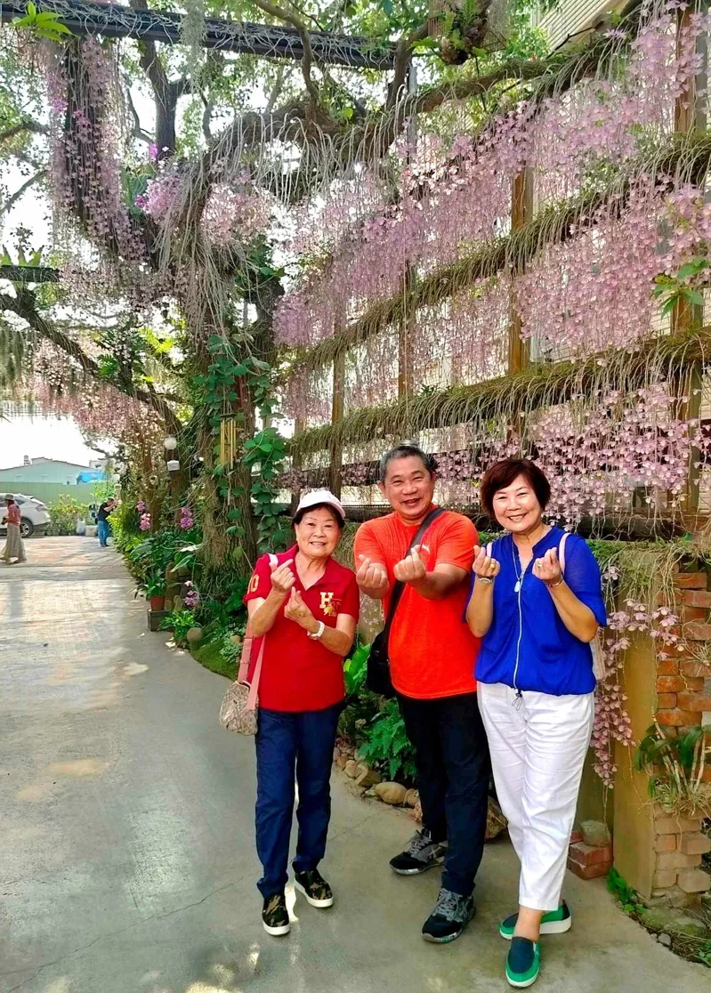 彰化大村賞花秘境 浪漫石斛蘭瀑布免費欣賞