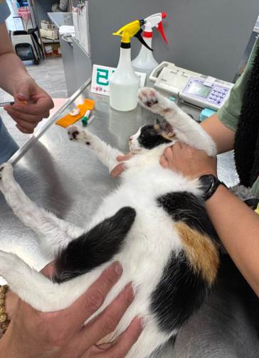 快訊／韓國瑜震撼表態！