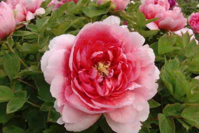 從農曆出生月，來看你是「好命」還是「苦命」，老人說得準不錯！