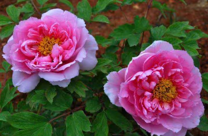 從農曆出生月，來看你是「好命」還是「苦命」，老人說得準不錯！