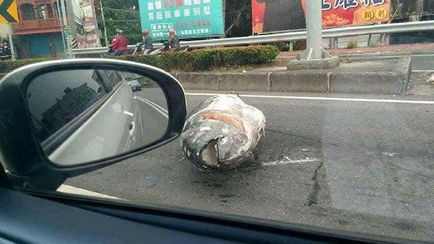 最狂聖誕驚喜！他開車發現「整隻巨大鮪魚」橫躺馬路上 超浮誇「摩托車size」網估價：真的賺到了