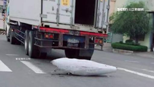 最狂聖誕驚喜！他開車發現「整隻巨大鮪魚」橫躺馬路上 超浮誇「摩托車size」網估價：真的賺到了