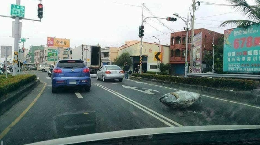 最狂聖誕驚喜！他開車發現「整隻巨大鮪魚」橫躺馬路上 超浮誇「摩托車size」網估價：真的賺到了