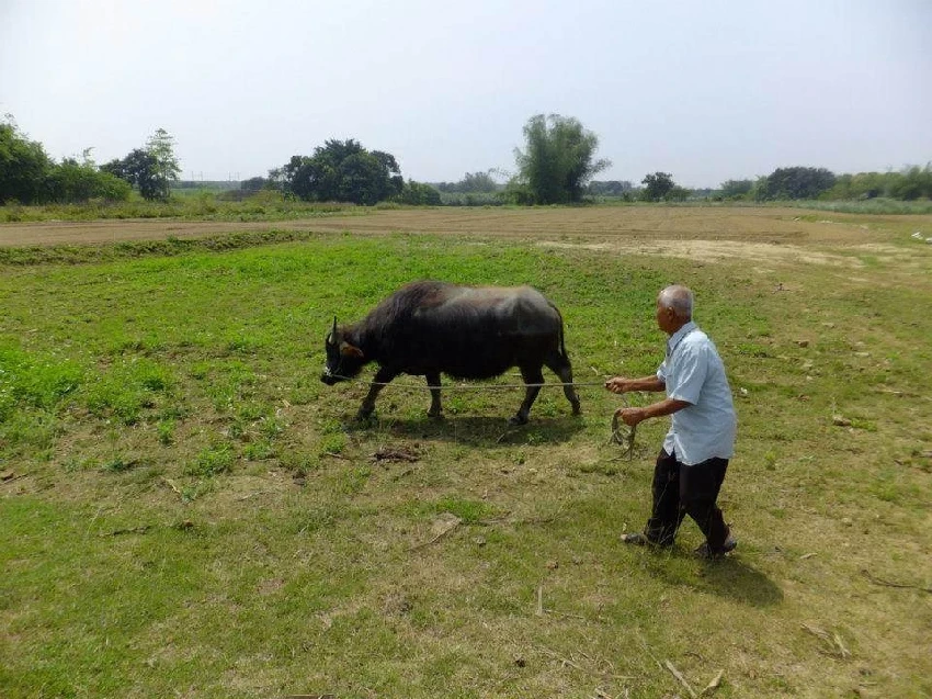 117歲老牛不吃不喝，主人「帶家鄉牧草來」它吃下最後一口，閉眼離開，主人一句話讓人飆淚