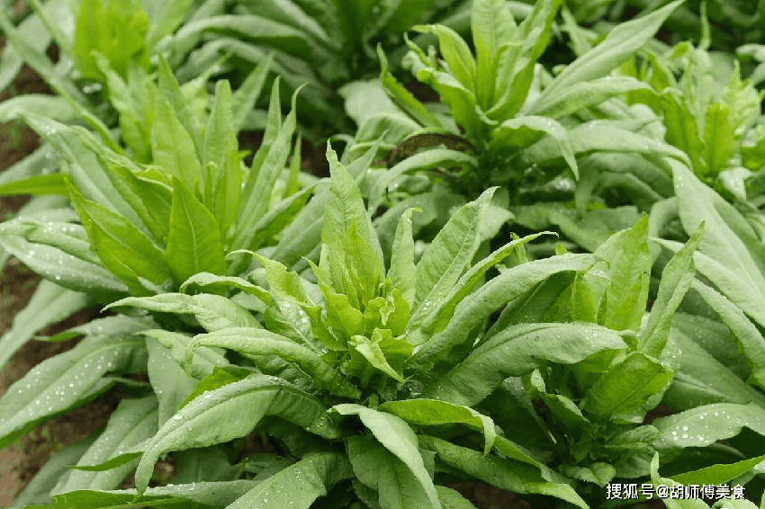 肝臟最愛的一種菜葉，每天吃一點，肝舒服了，大便也通暢!