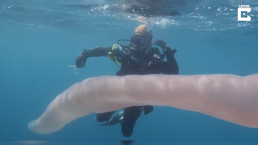 潛水員撞見「8公尺純白巨獸」優雅舞動！發出「絕美銀白光芒」迷倒海洋專家：海中獨角獸