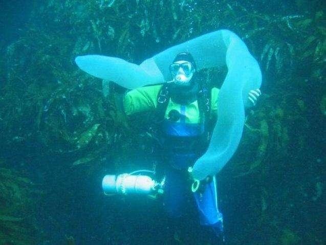 潛水員撞見「8公尺純白巨獸」優雅舞動！發出「絕美銀白光芒」迷倒海洋專家：海中獨角獸