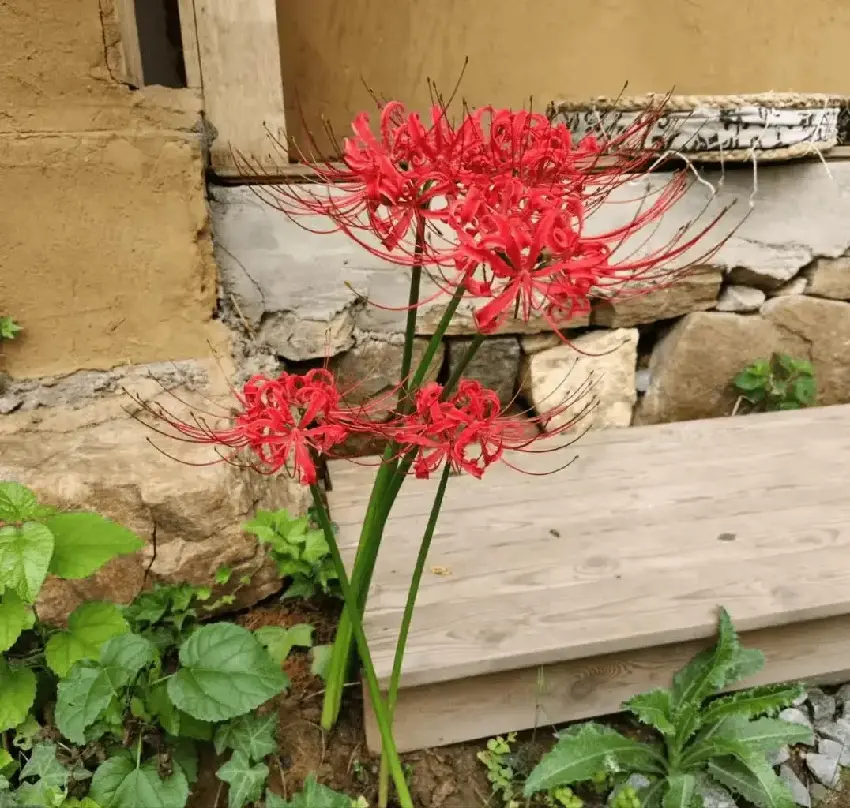 陰花不能進陽宅！這4種花不養，家裡若有？快挪走！