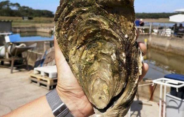 廣東漁民捕獲533斤生蠔，被酒店老闆當場70萬買下，撬開外殼後，所有人傻眼了！
