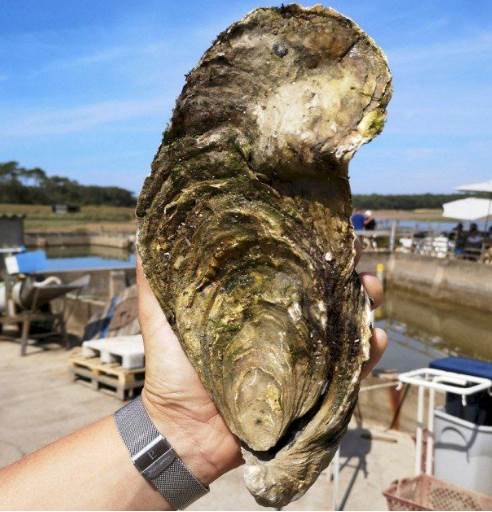 廣東漁民捕獲533斤生蠔，被酒店老闆當場70萬買下，撬開外殼後，所有人傻眼了！